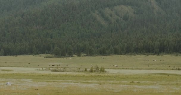 Horses Graze Background Eating Wild Meadow Grass Stable Built Lush — Stock Video