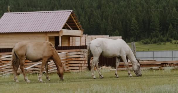 Konie Pasą Się Jedząc Dziką Trawę Łąkową Przeciwko Stajni Zbudowanej — Wideo stockowe