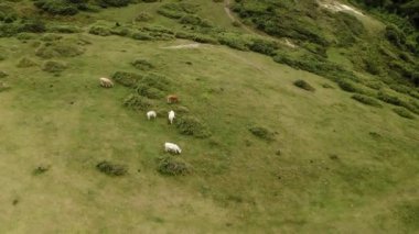 Domestic animals graze on hill green meadow. Herd of cows eat grass in nasty weather. Green hilly countryside in highland aerial view