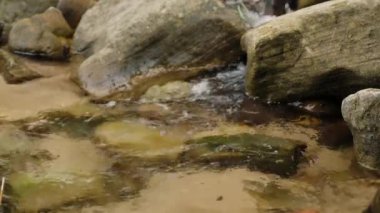 Stream flowing among stones clear water. Nature in wild area closeup slow motion