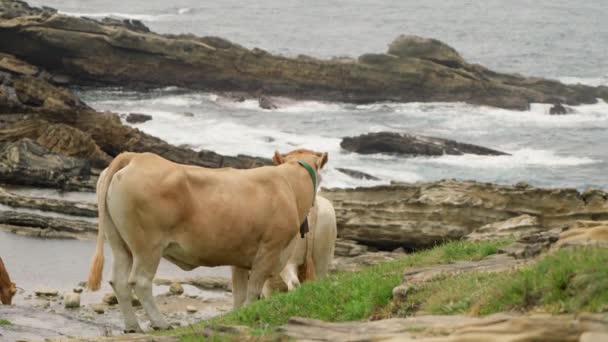 Cows Stand Beach Looking Raging Sea Waves Washing Rocks Windy — Stock video