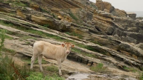 Cows Stand Beach Raging Sea Waves Washing Rocks Windy Day — Vídeo de stock