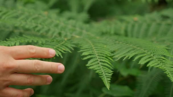 Hand Man Touches Green Leaves Lush Fern Blurred Background Male — Vídeos de Stock