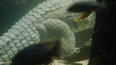 Crocodile moves slowly under water, fish swim nearby. Close-up. High quality 4k footage
