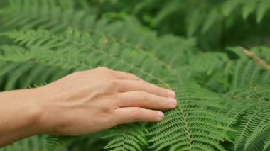 Hand of man touches green leaves of lush fern on blurred background. Male traveler enjoys nature in wilderness growing in forest closeup