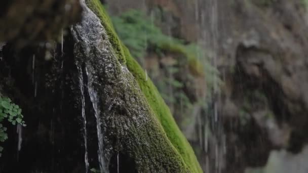 Woda Spływa Krze Drzew Porośniętej Zielonym Mchem Deszczowy Dzień Rozmazanym — Wideo stockowe