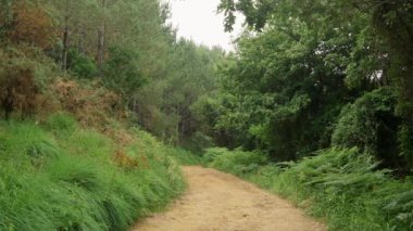 Kara yolu, bulutlu bir günde yoğun bitki örtüsüyle vahşi doğada uzanır. Yürümek için dar yolları olan yemyeşil ağaçları olan tropik bir orman.