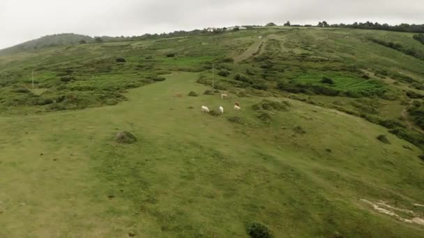Domestic Animals Graze Hill Green Meadow Herd Cows Eat Grass — стоковое видео