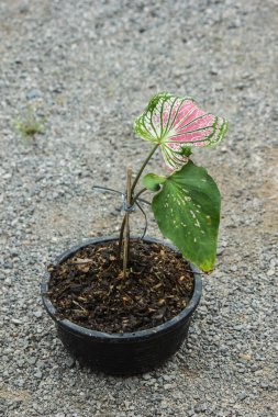 Renkli bonsailerin yeşil yaprakları olur, büyüdüklerinde güzel pembe renge daha çok renk katar..