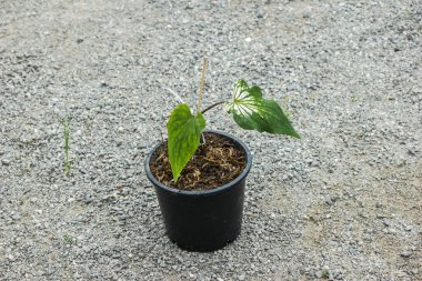 Bonsi Tayland 'da çok popülerdir ve satılık saksı olması pahalıdır..