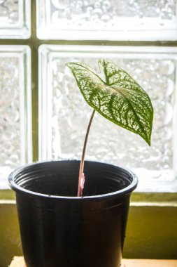 Adonis isimli türün yeşil yaprakları, masanın üzerinde siyah bir tencerede beyaz çizgiler içerir..