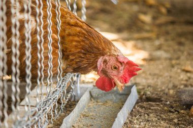 İki yumurtlayan tavuğu eleğe kilitleyip kahvaltılarını yapıyorlar..
