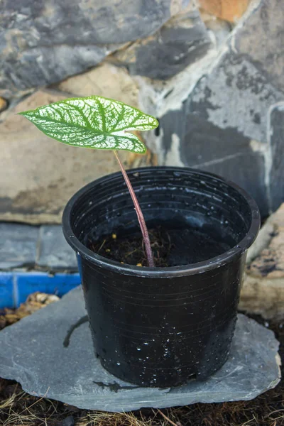 Caladium Bicolor Όνομα Adonis Μεγαλώνει Ένα Μαύρο Δοχείο — Φωτογραφία Αρχείου