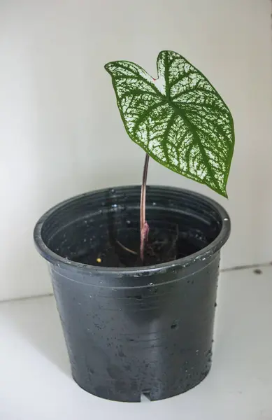 Caladium Bicolor Όνομα Adonis Μεγαλώνει Ένα Μαύρο Δοχείο — Φωτογραφία Αρχείου