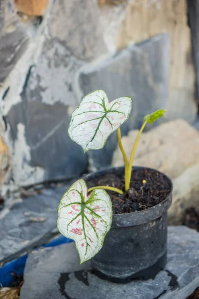 Caladium Strawberry Star Φυτεμένο Μαύρο Πλαστικό Δοχείο Φυτό Είναι Ακόμα — Φωτογραφία Αρχείου