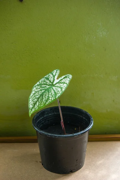 Caladium Bicolor Όνομα Adonis Μεγαλώνει Ένα Μαύρο Δοχείο — Φωτογραφία Αρχείου