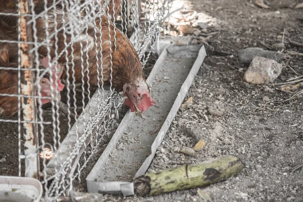 Raising Two Laying Hens Locked Sieve Eating Breakfast — 图库照片