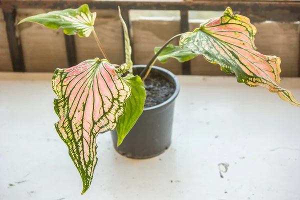 Caladium Bicolor Vent Ντάμα Φύλλων Ένας Καλός Καθαριστής Αέρα Φύλλα — Φωτογραφία Αρχείου