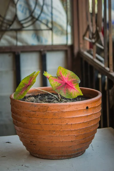 Caladium Queen Leaves Good Air Purifier Pot — Φωτογραφία Αρχείου