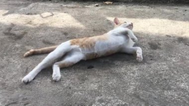 Yerde yuvarlanan sarı beyaz bir kedi yavrusu vardı..