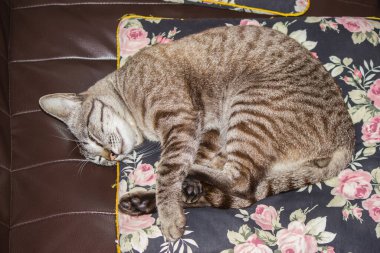 Gri kedi kanepede uzanmış, dinleniyor..