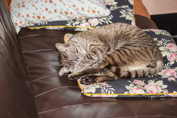 Gray Cat Lying Cushions Relaxing Sofa — Stock Photo, Image