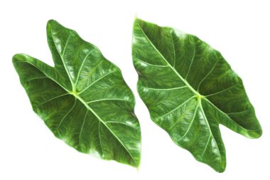 Bu yaprağın adı Satun Barajı. Tayland 'ın güney bölgesinde yetişir..