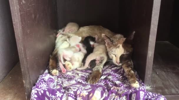 Una Gata Madre Con Bebé Está Durmiendo Alimentando Sus Gatitos — Vídeos de Stock