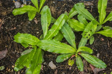 Eryngium foetidum yemek pişirmek için kullanılan hoş bir koku veren ve yetiştirilmesi kolay bir bitkidir..