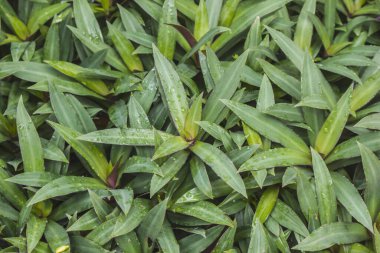 Tradescantia spathacea evde bakımı kolay bir bitkidir..