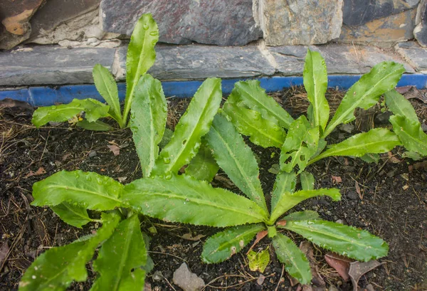 Eryngium Foetidum Plant Used Cooking Giving Pleasant Aroma Easy Grow — Stock Photo, Image