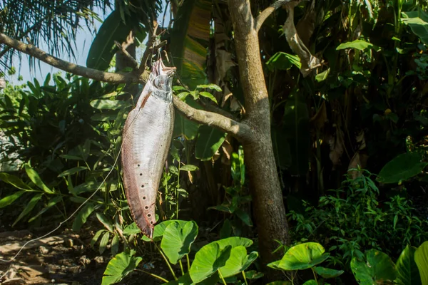 A dead big fish is hanging from a tree.