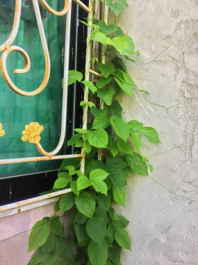 Evin arkasındaki eski alçı duvar ve sarmaşık.