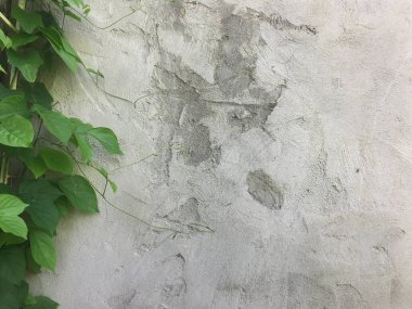 Evin arkasındaki eski alçı duvar ve sarmaşık.