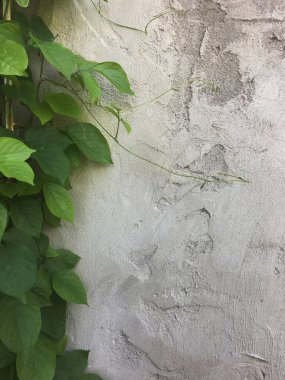 Evin arkasındaki eski alçı duvar ve sarmaşık.