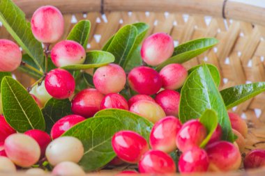 Carissa, hasır sepetin içinde..