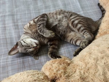 Genç gri bir kedi garip bir şekilde yatakta uyuyor..