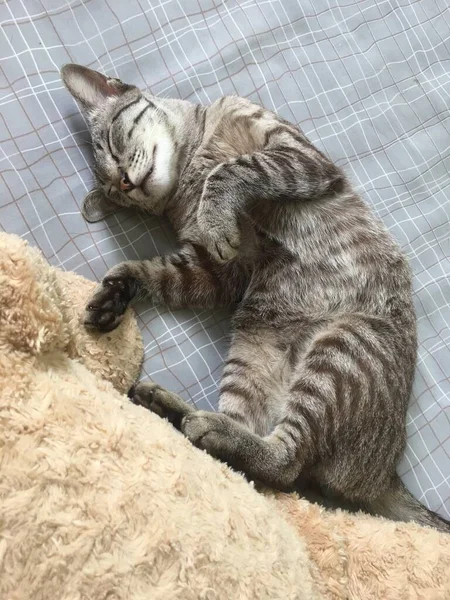 Μια Νεαρή Γκρι Γάτα Κοιμάται Παράξενα Στο Κρεβάτι — Φωτογραφία Αρχείου