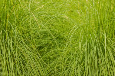 yeşil çimen çiçek tarlası arka planı