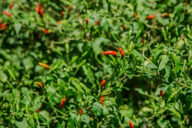 Capsicum annuum yemek pişirmek için baharatlı bir sebzedir..
