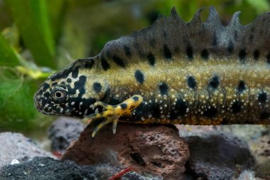 Göz kamaştırıcı bir erkek olan Tuna armalı semender Triturus dobrogicus 'a yakından bakınca etkileyici sualtı armasını görüyoruz.