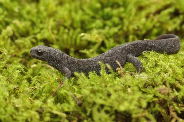 Primer Plano Tritón Alpino Europeo Adulto Terrestre Ichthyosaura Alpestris Alpestris —  Fotos de Stock