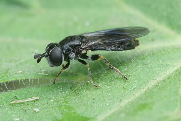 Closeup detalhado em uma mosca escura e pequena, Pipizella, sentado em uma folha verde no jardim — Fotografia de Stock