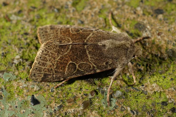 Closeup on a nocturnal moth, Orthosia behrensiana, sitting on a piece of stone in South Oregon — Stock Photo, Image