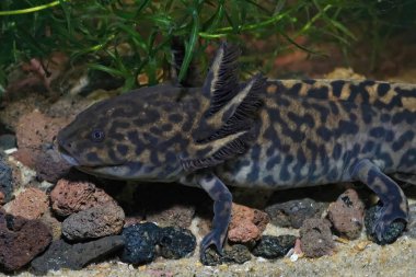 Nesli tükenmekte olan neotenik Anderson 'ların semenderi Ambystoma Anderson' a yakın çekim.