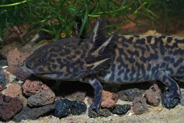 Nahaufnahme eines erwachsenen Exemplars des gefährdeten neotenischen Andersons-Salamanders, Ambystoma andersoni, unter Wasser — Stockfoto