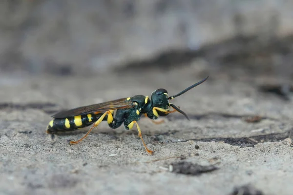 Fechar-se em um predador da mosca, o cavador de campo-vespa, Melinus arvensis, sentado no chão perto de seu ninho — Fotografia de Stock