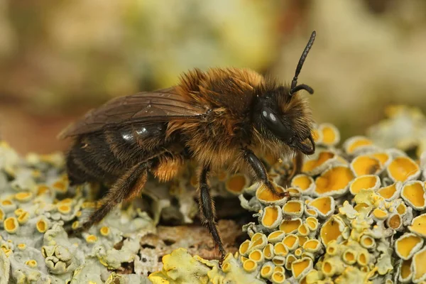 Крупный План Женатой Волосатой Коричневой Весенней Штукатурки Пчелы Коллеги Cunicularius — стоковое фото