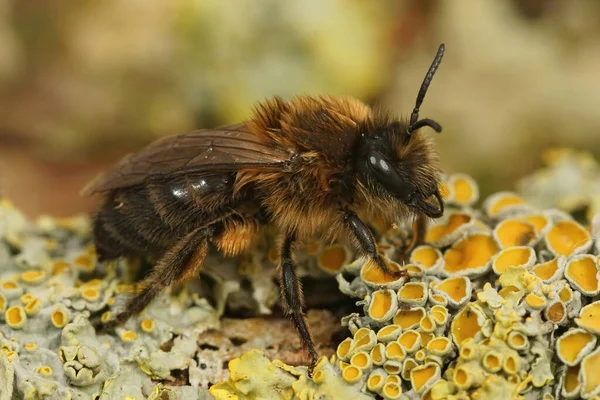 Großaufnahme Einer Verheirateten Haarigen Braunen Grünen Gipskerbiene Colletes Cunicularius Die — Stockfoto