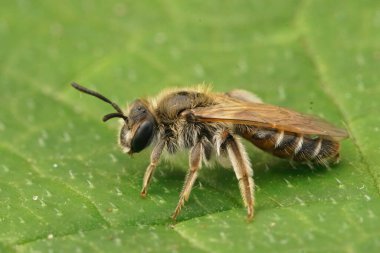 Şirin, küçük, dişi, kırmızı göbekli madenci arı Andrena Ventralis, bahçede yeşil bir yaprağın üzerinde oturuyor.